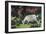 Goat in the Garden, C. 1903-5-Hans Am Ende-Framed Premium Giclee Print