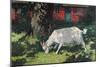 Goat in the Garden, C. 1903-5-Hans Am Ende-Mounted Premium Giclee Print