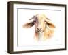 Goat IV-Lanie Loreth-Framed Art Print