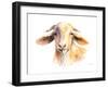 Goat IV-Lanie Loreth-Framed Art Print