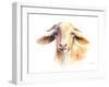 Goat IV-Lanie Loreth-Framed Art Print