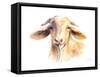 Goat IV-Lanie Loreth-Framed Stretched Canvas