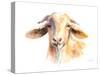 Goat IV-Lanie Loreth-Stretched Canvas