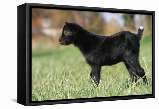 Goat Kid Side View-null-Framed Stretched Canvas
