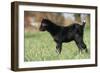 Goat Kid Side View-null-Framed Photographic Print