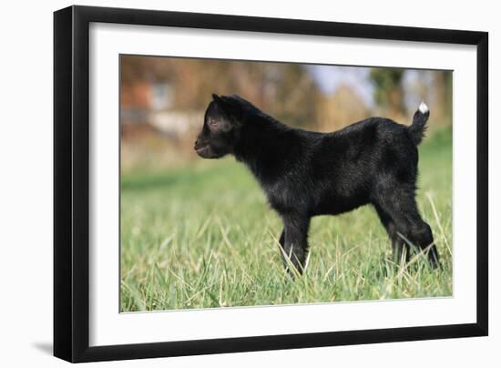 Goat Kid Side View-null-Framed Photographic Print