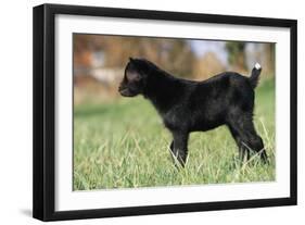 Goat Kid Side View-null-Framed Photographic Print