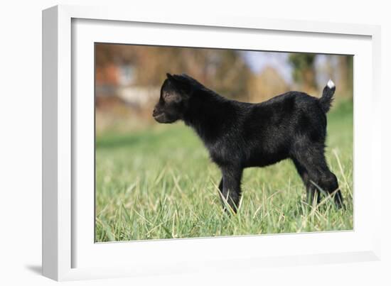 Goat Kid Side View-null-Framed Photographic Print