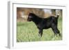 Goat Kid Side View-null-Framed Photographic Print