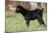Goat Kid Side View-null-Mounted Photographic Print