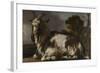 Goat Lying Down-Jan Baptist Weenix-Framed Art Print