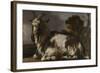 Goat Lying Down-Jan Baptist Weenix-Framed Art Print