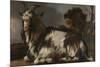 Goat Lying Down-Jan Baptist Weenix-Mounted Premium Giclee Print