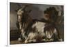 Goat Lying Down-Jan Baptist Weenix-Framed Art Print