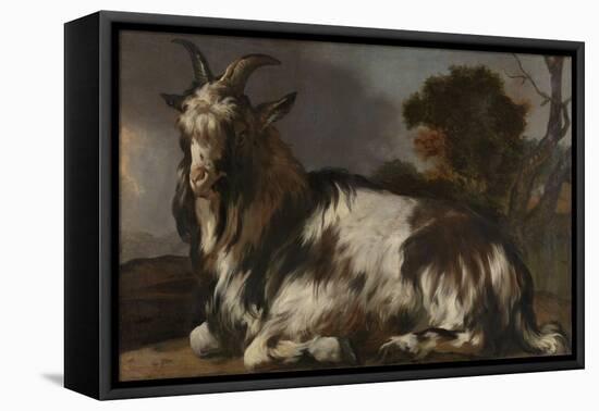 Goat Lying Down-Jan Baptist Weenix-Framed Stretched Canvas