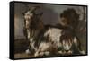 Goat Lying Down-Jan Baptist Weenix-Framed Stretched Canvas