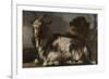 Goat Lying Down-Jan Baptist Weenix-Framed Art Print