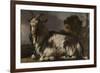 Goat Lying Down-Jan Baptist Weenix-Framed Art Print