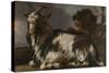 Goat Lying Down-Jan Baptist Weenix-Stretched Canvas