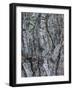 Goat Moth (Cossus Cossus) Camouflaged On Tree Trunk, Killini, Peloponnese, Greece, July-Constantinos Petrinos-Framed Photographic Print