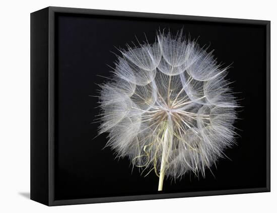 Goat's Beard 1-Jim Christensen-Framed Stretched Canvas