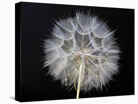 Goat's Beard 1-Jim Christensen-Stretched Canvas