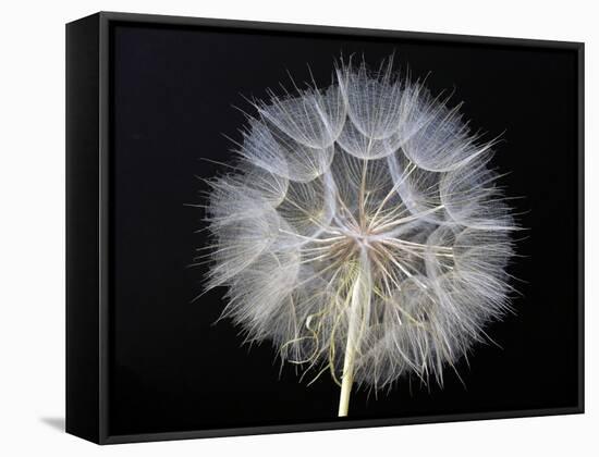 Goat's Beard 1-Jim Christensen-Framed Stretched Canvas