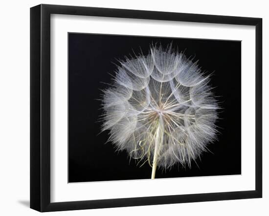 Goat's Beard 1-Jim Christensen-Framed Premium Photographic Print