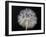 Goat's Beard 1-Jim Christensen-Framed Premium Photographic Print