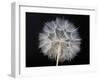 Goat's Beard 1-Jim Christensen-Framed Premium Photographic Print