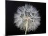 Goat's Beard 1-Jim Christensen-Mounted Premium Photographic Print