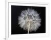 Goat's Beard 1-Jim Christensen-Framed Photographic Print