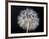 Goat's Beard 1-Jim Christensen-Framed Photographic Print