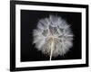 Goat's Beard 1-Jim Christensen-Framed Photographic Print