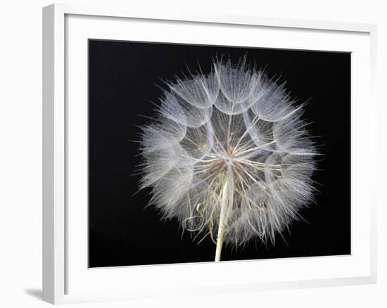 Goat's Beard 1-Jim Christensen-Framed Photographic Print