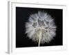 Goat's Beard 1-Jim Christensen-Framed Photographic Print