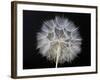 Goat's Beard 1-Jim Christensen-Framed Photographic Print