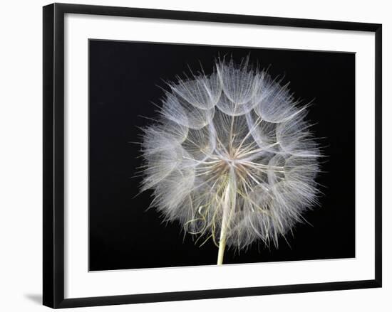 Goat's Beard 1-Jim Christensen-Framed Photographic Print