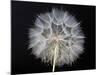 Goat's Beard 1-Jim Christensen-Mounted Photographic Print