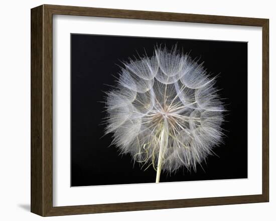 Goat's Beard 1-Jim Christensen-Framed Photographic Print