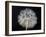 Goat's Beard 1-Jim Christensen-Framed Photographic Print