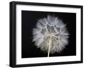 Goat's Beard 1-Jim Christensen-Framed Photographic Print