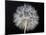 Goat's Beard 1-Jim Christensen-Mounted Photographic Print