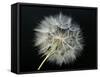 Goat's Beard 2-Jim Christensen-Framed Stretched Canvas