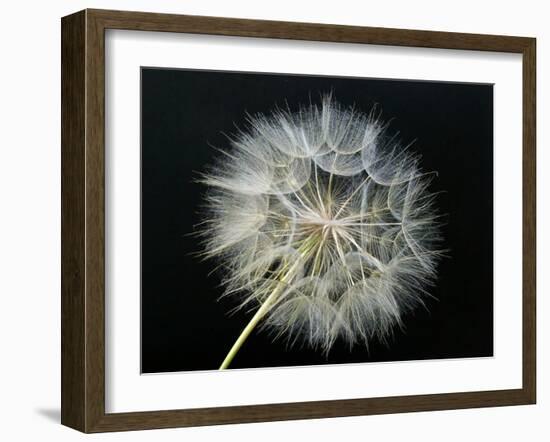 Goat's Beard 2-Jim Christensen-Framed Photographic Print