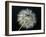 Goat's Beard 2-Jim Christensen-Framed Photographic Print