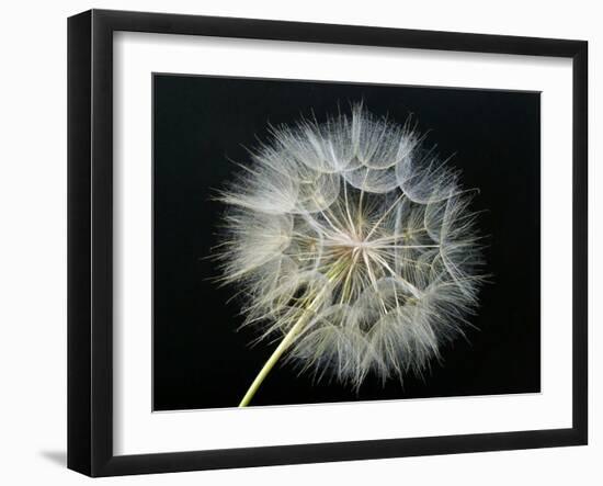 Goat's Beard 2-Jim Christensen-Framed Photographic Print