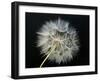 Goat's Beard 2-Jim Christensen-Framed Photographic Print