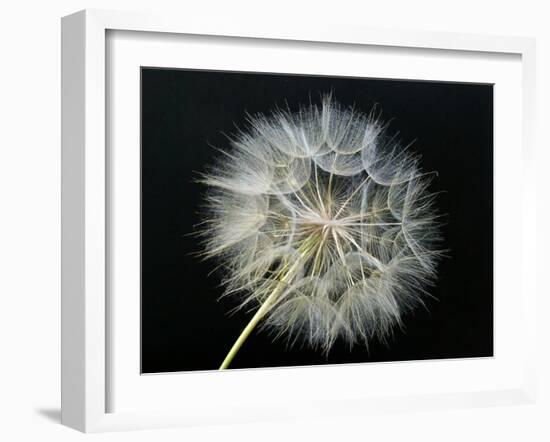 Goat's Beard 2-Jim Christensen-Framed Photographic Print