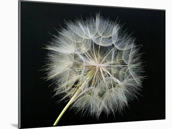 Goat's Beard 2-Jim Christensen-Mounted Photographic Print